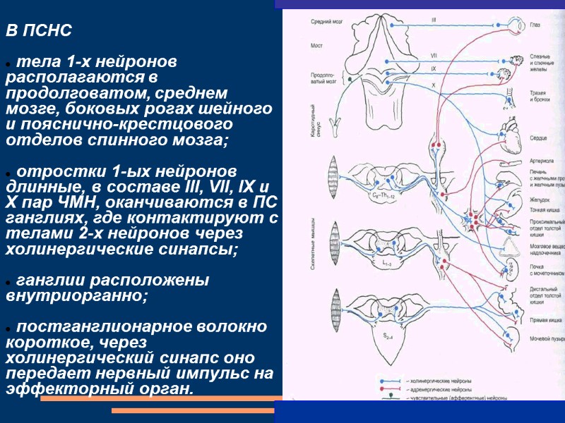 В ПСНС   тела 1-х нейронов располагаются в продолговатом, среднем мозге, боковых рогах